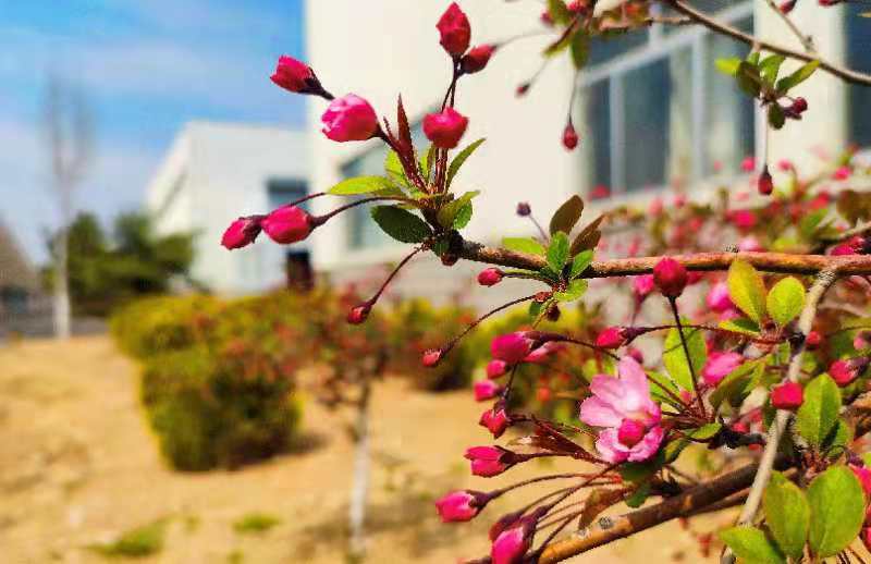 杆质量部 董镇菡E316 人世四月天，大理道海棠花海。枝间新绿一重重，小蕾深藏数点红。敬重芳心莫轻吐，且教桃李闹春风。.jpg