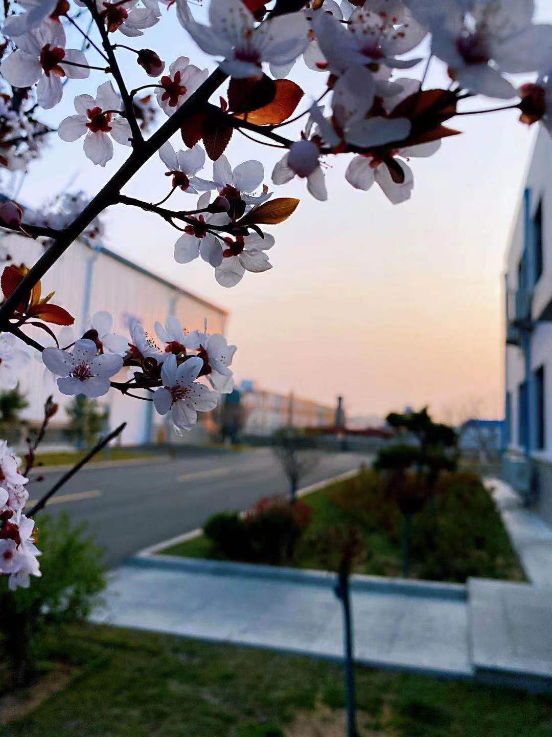 春日余晖 合乐HL8曲轴二部三车间H677 白贝 黄昏太阳收起耀眼的光线，为那万里无云的天空投上一抹金黄色，与春日枝头下的花朵交相呼应，形成了自然的相框，将这美景定格在了这一刻。正所谓北方有尤物，念尔在黄昏。.jpg